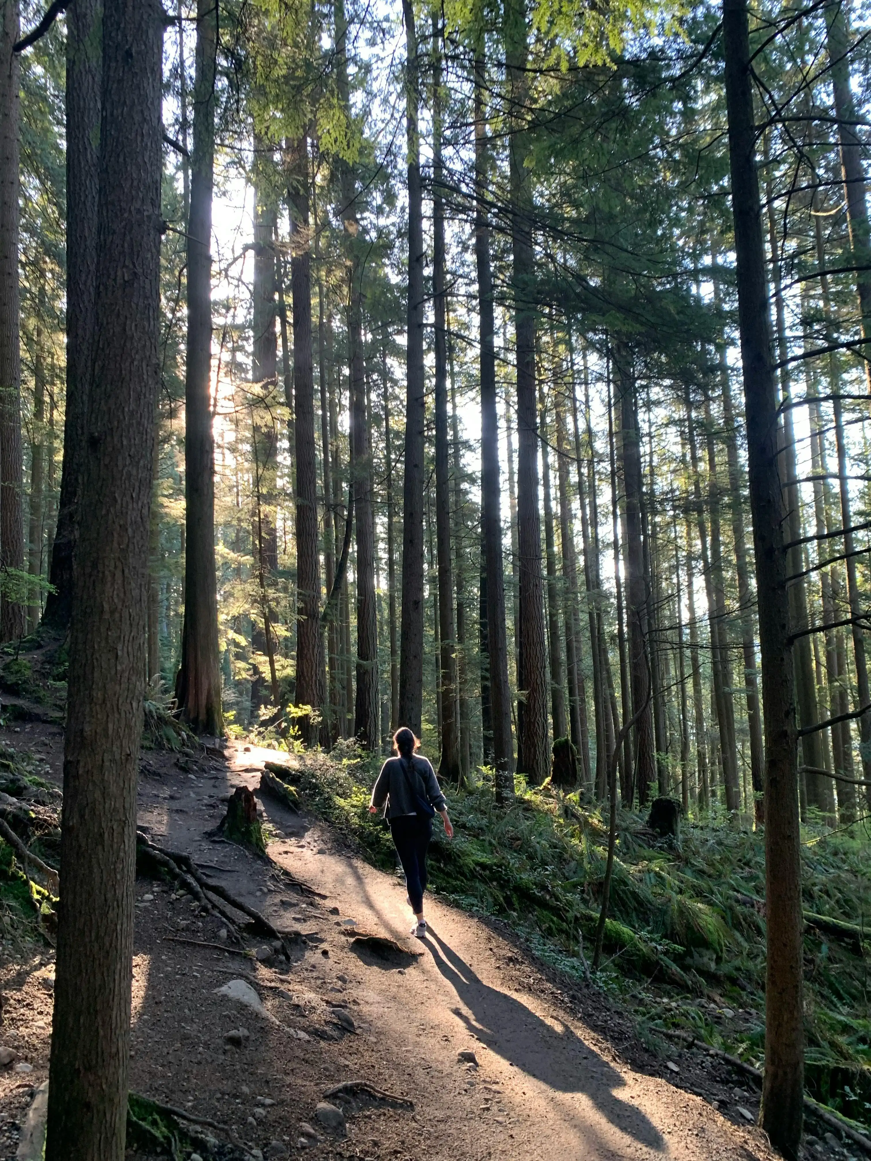 買森林碳權等於漂綠？！其實更嚴重的問題是這個