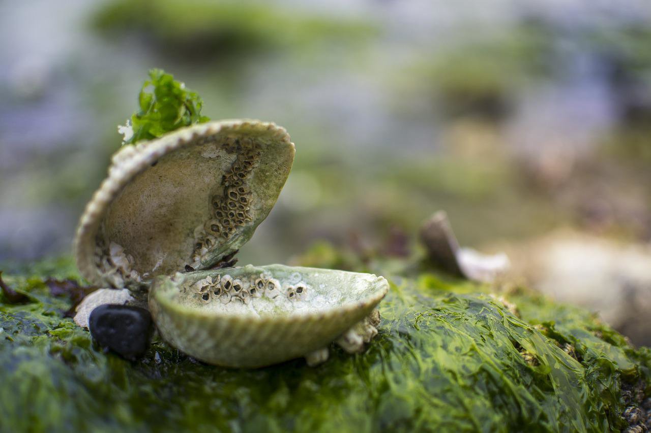 養藻類可以賺碳權的錢嗎？